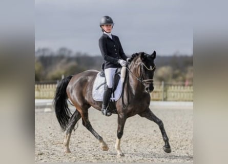 German Riding Pony, Mare, 8 years, 14,2 hh, Black