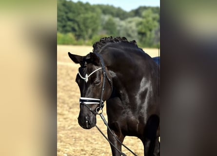 Deutsches Reitpony, Stute, 8 Jahre, 14,2 hh, Rappe