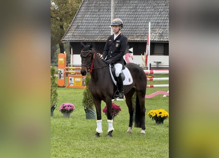 German Riding Pony, Mare, 8 years, 14.2 hh, Brown