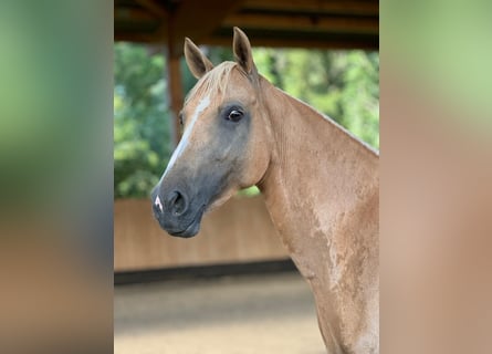 German Riding Pony, Mare, 8 years, 14.2 hh, Palomino