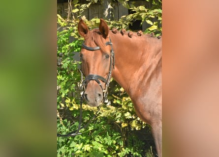 German Riding Pony, Mare, 8 years, 14 hh, Chestnut-Red