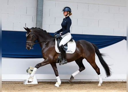 German Riding Pony, Mare, 8 years, 14,2 hh, Black