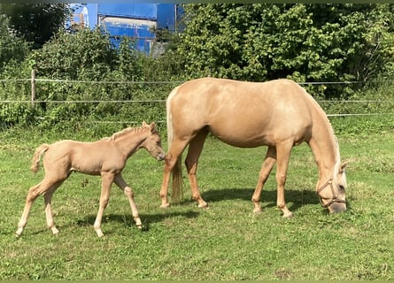 German Riding Pony, Mare, 8 years, 15,1 hh, Palomino