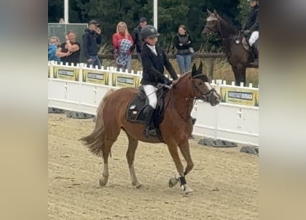 German Riding Pony, Mare, 9 years, 13,2 hh, Chestnut-Red