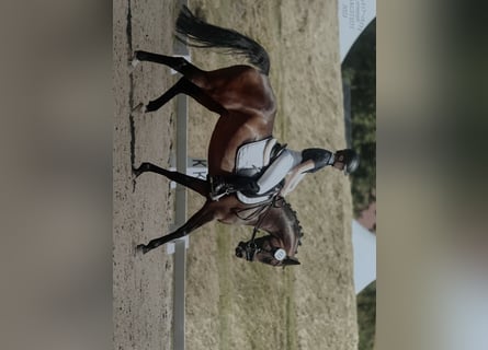 German Riding Pony, Mare, 9 years, 14,1 hh, Brown