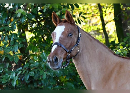 German Riding Pony, Mare, 9 years, 14.1 hh, Chestnut-Red