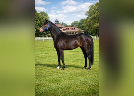 German Riding Pony, Mare, 9 years, 14.2 hh, Bay-Dark