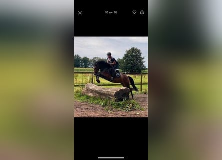 German Riding Pony, Mare, 9 years, 14,2 hh, Brown