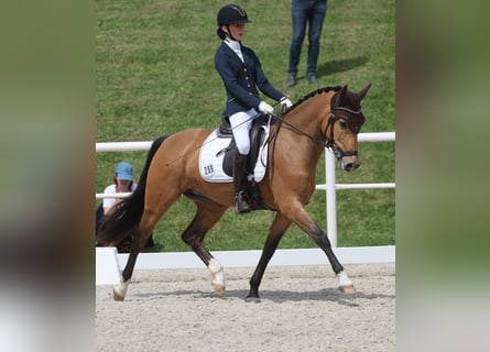 German Riding Pony, Mare, 9 years, 14.2 hh, Buckskin