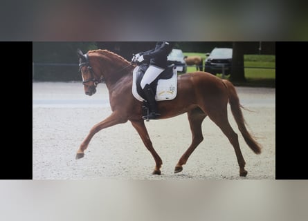 German Riding Pony, Mare, 9 years, 14.2 hh, Chestnut-Red