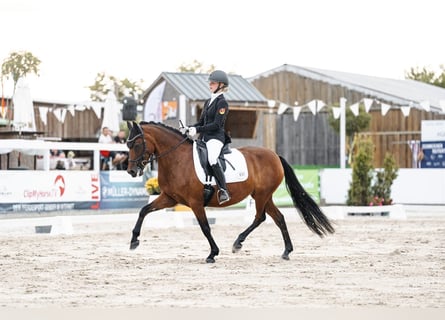 German Riding Pony, Mare, 9 years, 14,1 hh, Brown