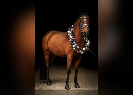 German Riding Pony, Mare, 9 years, 14,1 hh, Brown
