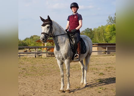 German Riding Pony Mix, Mare, 9 years, 14,1 hh, Grey