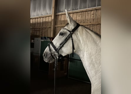 Deutsches Reitpony Mix, Stute, 9 Jahre, 15 hh, Schimmel