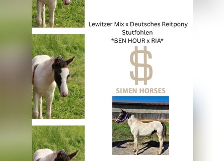 German Riding Pony Mix, Mare, Foal (04/2025), 13,2 hh, Pinto