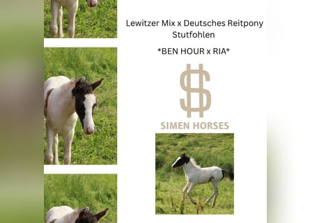 German Riding Pony Mix, Mare, , 13,2 hh, Pinto