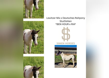 German Riding Pony Mix, Mare, Foal (04/2025), 13,2 hh, Pinto