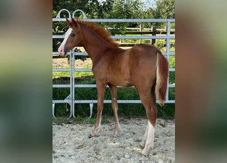 German Riding Pony, Mare, Foal (04/2024), 14.1 hh, Chestnut-Red