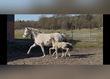 German Riding Pony, Mare, Foal (02/2026), 14.1 hh, Palomino