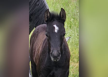 German Riding Pony, Mare, Foal (04/2024), 14,2 hh, Gray-Dark-Tan