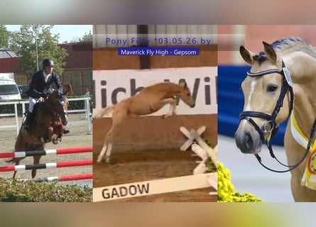 German Riding Pony, Mare, Foal (03/2026), 14.2 hh, Palomino