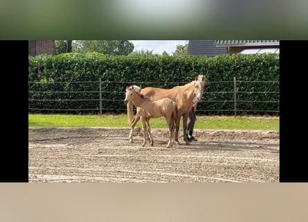 German Riding Pony, Mare, Foal (03/2023), 14 hh, Buckskin