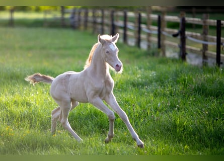 German Riding Pony, Mare, , 14,1 hh, Perlino