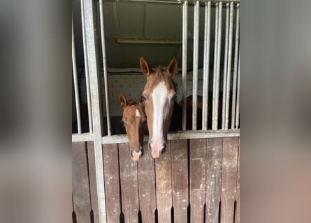 German Riding Pony, Mare, Foal (05/2025), 14,2 hh, Chestnut
