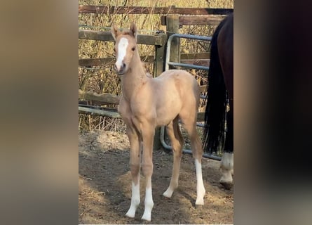 German Riding Pony, Mare, Foal (03/2025), 15,1 hh, Palomino