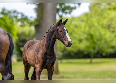 German Riding Pony, Mare, , Bay-Dark