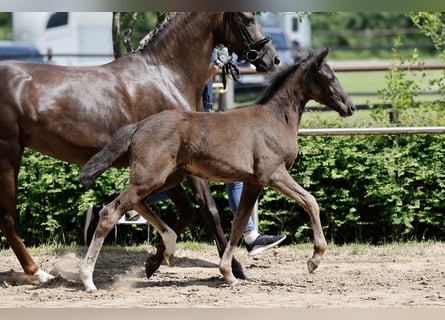 German Riding Pony, Mare, Foal (03/2026), Black