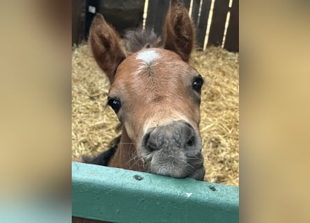 German Riding Pony, Mare, Foal (06/2025), Brown