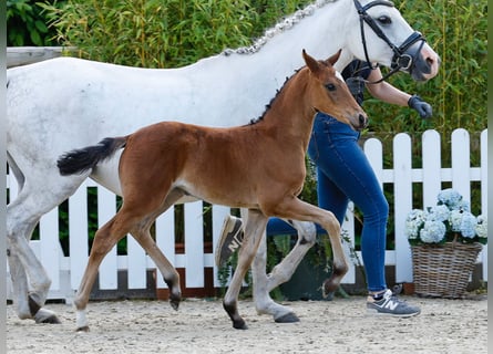 German Riding Pony, Mare, , Brown
