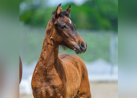 German Riding Pony, Mare, Foal (04/2026), Brown