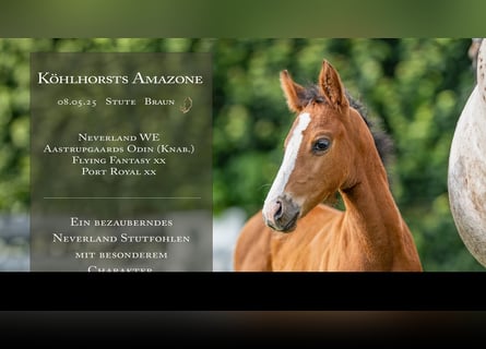 German Riding Pony, Mare, , Brown