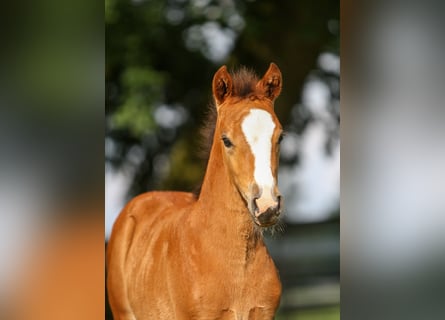 German Riding Pony, Mare, Foal (04/2024), Brown