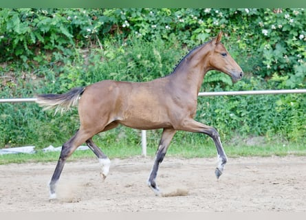German Riding Pony, Mare, Foal (03/2026), Brown