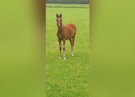 German Riding Pony, Mare, Foal (03/2026), Brown