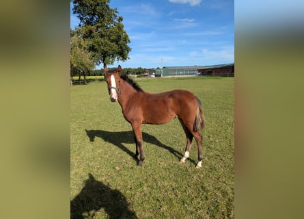 German Riding Pony, Mare, Foal (03/2025), Brown