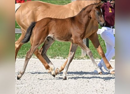 German Riding Pony, Mare, Foal (05/2025), Brown