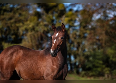 German Riding Pony, Mare, Foal (05/2025), Brown