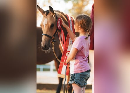 German Riding Pony, Mare, Foal (05/2025), Buckskin