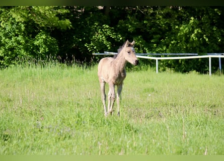 German Riding Pony, Mare, Foal (03/2026), Buckskin