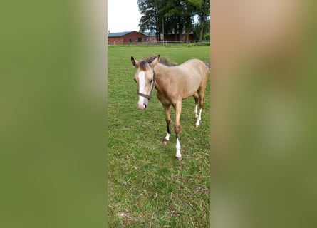 German Riding Pony, Mare, Foal (02/2024), Buckskin