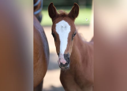 German Riding Pony, Mare, , Chestnut