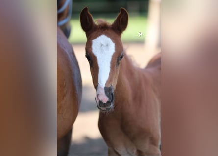 German Riding Pony, Mare, Foal (04/2025), Chestnut