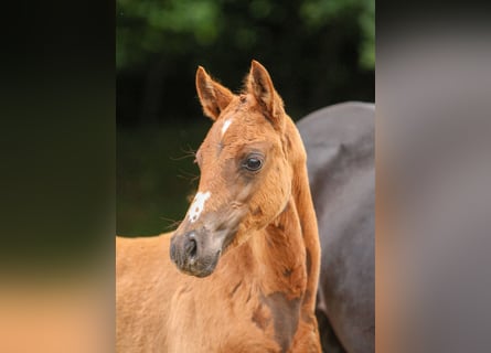 German Riding Pony, Mare, Foal (03/2024), Chestnut-Red