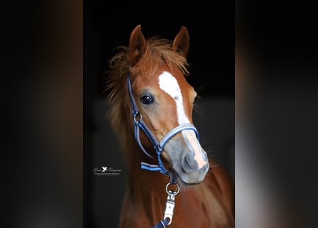 German Riding Pony, Mare, Foal (02/2024), Chestnut-Red