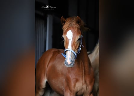 Deutsches Reitpony, Stute, Fohlen (02/2024), Fuchs