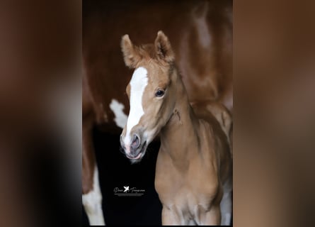 German Riding Pony, Mare, , Chestnut-Red